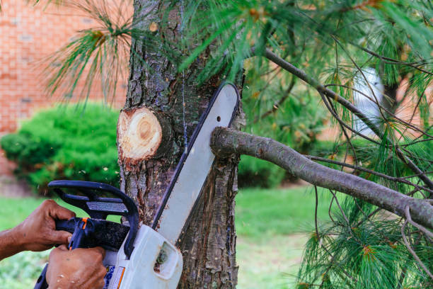 Best Fruit Tree Pruning  in Jamestown, TN